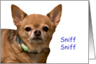 Chihuahua Sniff Sniff Birthday Card