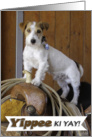 Jack Russell Terrier on Western Saddle card