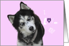 Siberian Husky Valentine Card