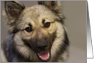 Focus for a Cause, Keeshond, Birthday Card