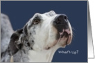 Great Dane Birthday Card by Focus for a Cause, What’s Up card