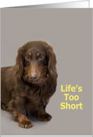 Dachshund Birthday Card, Life’s too short! By Focus for a Cause card