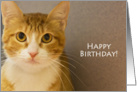 Yellow Tabby Cat Birthday Card, Focus for a Cause card