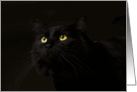 Black Cat Birthday Card, Eyes adore you, love, romance, Cat, Focus for a Cause card