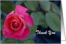 Pink Rose Thank You Card, Focus for a Cause, Blank Note Card