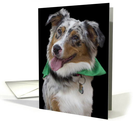 Australian Shepherd Birthday Card by Focus for a Cause card (1011507)