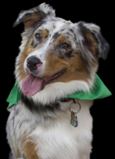 Australian Shepherd...