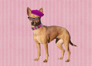 Chihuahua with Beret...