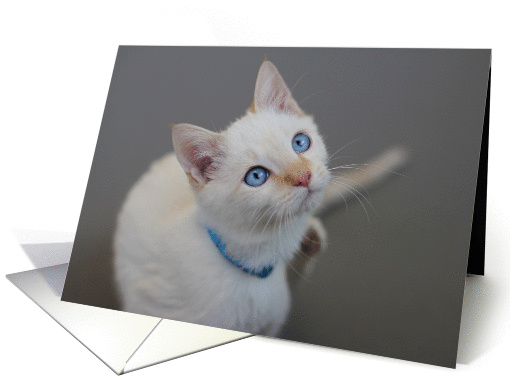 Blue Eyed Kitten Blank Card by Focus for a Cause card (1102612)