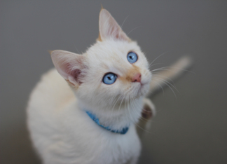 Blue Eyed Kitten...