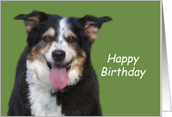Australian Shepherd Birthday Card by Focus for a Cause card