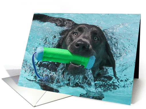 Labrador Retriever Swimming in Pool Birthday Card by... (1135938)