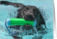 Labrador Retriever Swimming in Pool Birthday Card by Focus for a Cause. card