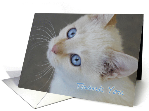 Blue Eyed Kitten by Focus for a Cause, Blank card (1137642)