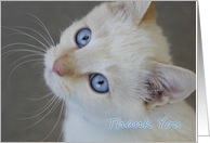 Blue Eyed Kitten by Focus for a Cause, Blank Card