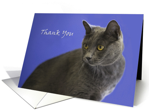 Russian Blue Cat by Focus for a Cause, Thank You card (1137656)