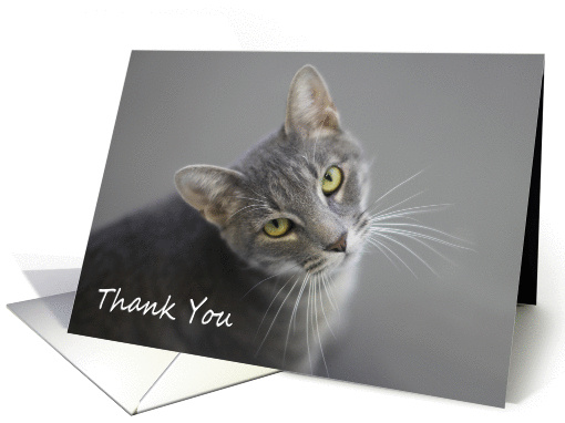 Gray Tabby Cat by Focus for a Cause, Thank You card (1137666)