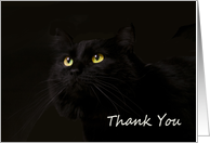 Black Cat on Black by Focus for a Cause card