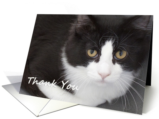 Black and White Cat by Focus for a Cause card (1137682)