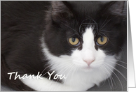 Black and White Cat by Focus for a Cause card
