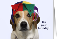 Beagle with Jester Hat Birthday Card by Focus for a Cause card