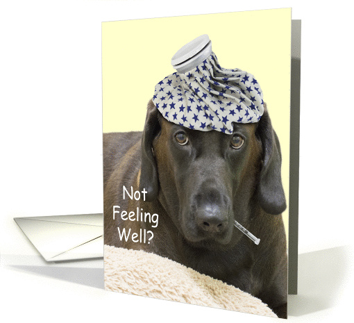 Chocolate Lab Not Feeling Well card (1141826)