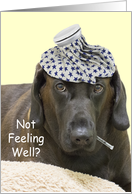 Chocolate Lab Not Feeling Well Card