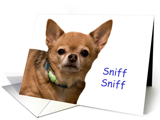 Chihuahua Sniff Sniff Birthday card (1164728)