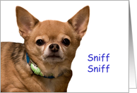 Chihuahua Sniff...