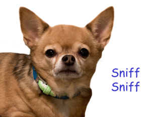 Chihuahua Sniff...