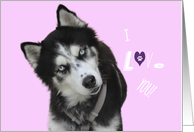 Siberian Husky Valentine Card