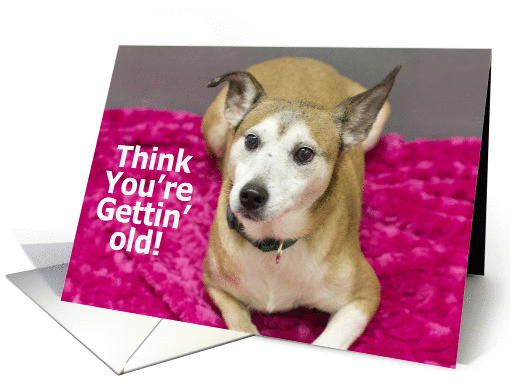 Old Dog Birthday, Rat Terrier, Dog, Focus for a Cause,... (934507)