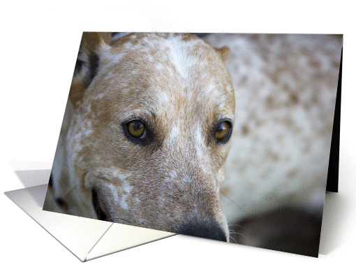 Focus for a Cause, Birthday, Dog Birthday card (946179)