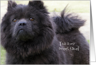 Chow Chow Birthday by Focus for a Cause, This is my sweet face card