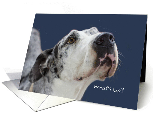 Great Dane Birthday Card by Focus for a Cause, What's Up card (946322)