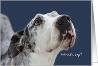 Great Dane Birthday Card by Focus for a Cause, What’s Up card