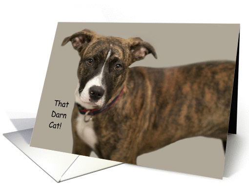 Focus for a Cause, That darn cat, Birthday card (946332)