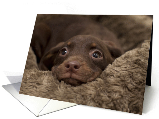 Puppy Birthday Card, Focus for a Cause card (949849)