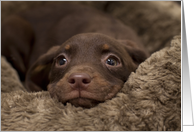 Puppy Birthday Card, Focus for a Cause card