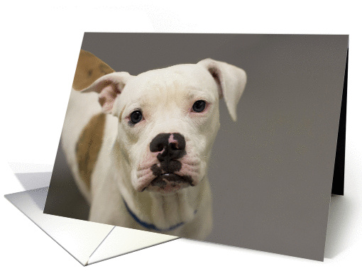Pitbull blank note card, Dog blank note card, Focus for a Cause. card