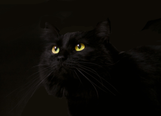 Black Cat Blank Note...