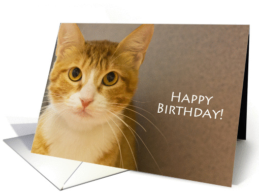 Yellow Tabby Cat Birthday Card, Focus for a Cause card (973759)