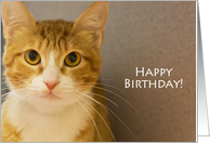 Yellow Tabby Cat Birthday Card, Focus for a Cause card