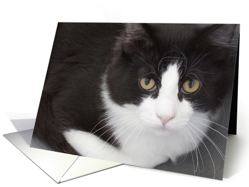 Black & White Cat Blank Note Card, Focus for a Cause card (981411)