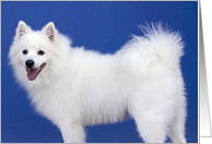 Samoyed Dog Birthday Card, Focus for a Cause card