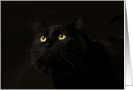 Black Cat Birthday...