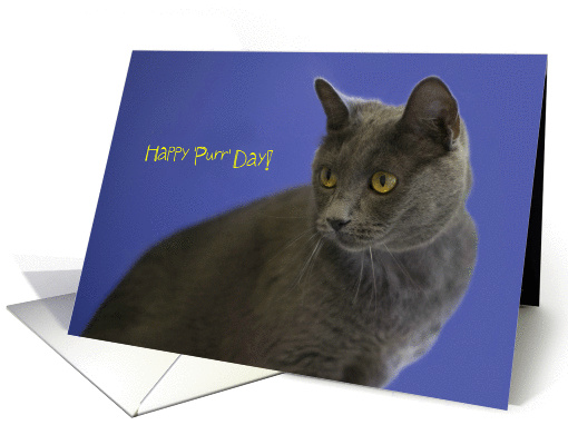 Happy 'Purr' Day, Russian Blue Cat Birthday Card, Focus... (985159)