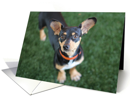 Chihuahua Dog Blank Note Card, Focus for a Cause card (993407)