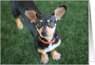 Chihuahua Dog Blank Note Card, Focus for a Cause card