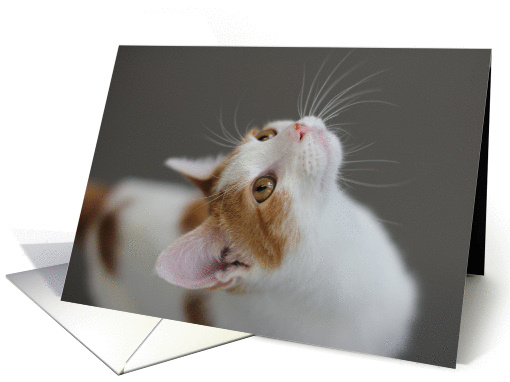 Kitten Looking Up Love Romance Card by Focus for a Cause card (993471)